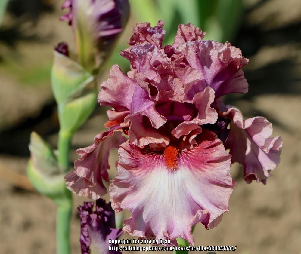 Photo of Tall Bearded Iris (Iris 'Asian Plum') uploaded by ARUBA1334