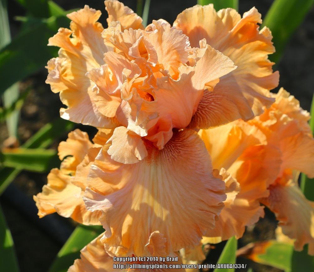 Photo of Tall Bearded Iris (Iris 'Leinster Ellen Jean') uploaded by ARUBA1334