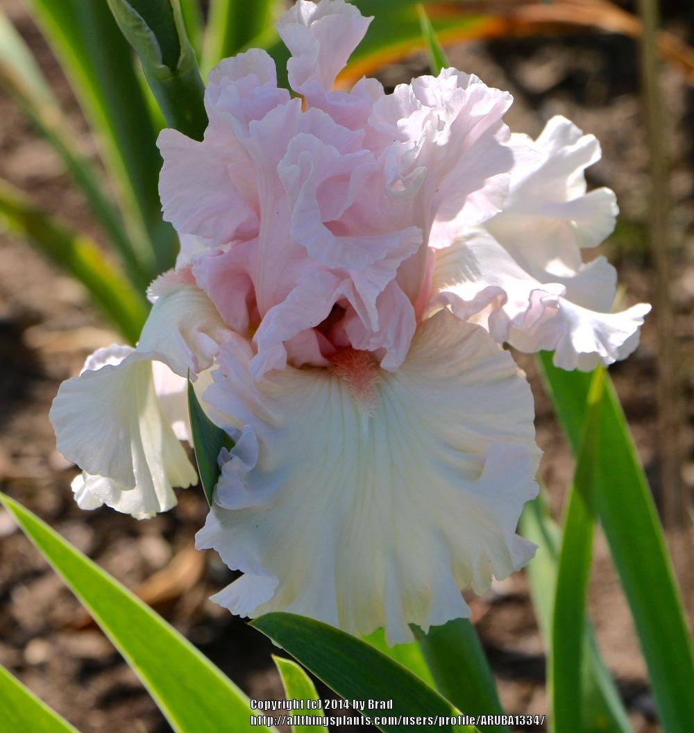Photo of Tall Bearded Iris (Iris 'Love of Life') uploaded by ARUBA1334