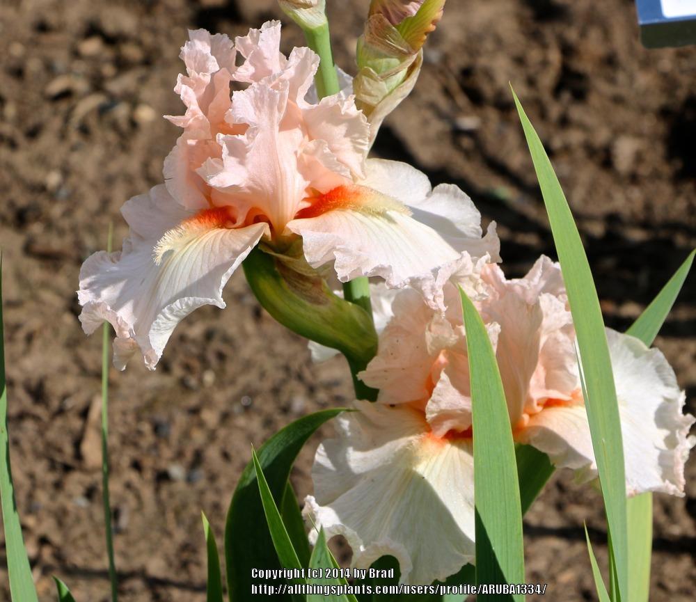 Photo of Tall Bearded Iris (Iris 'Swoosh') uploaded by ARUBA1334