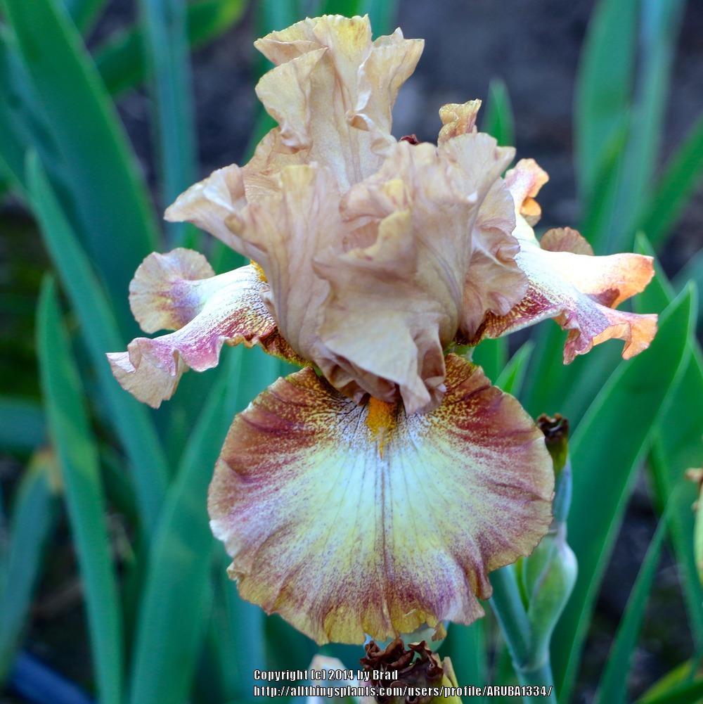 Photo of Tall Bearded Iris (Iris 'Dog Days') uploaded by ARUBA1334