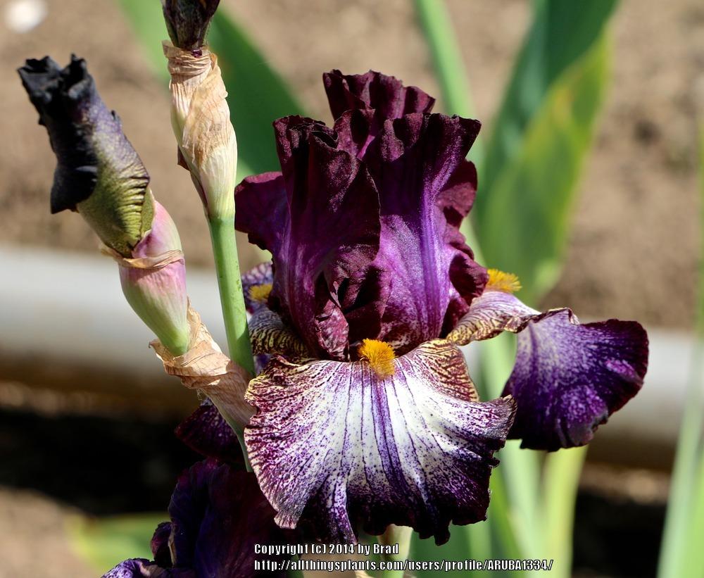 Photo of Tall Bearded Iris (Iris 'Blackata') uploaded by ARUBA1334