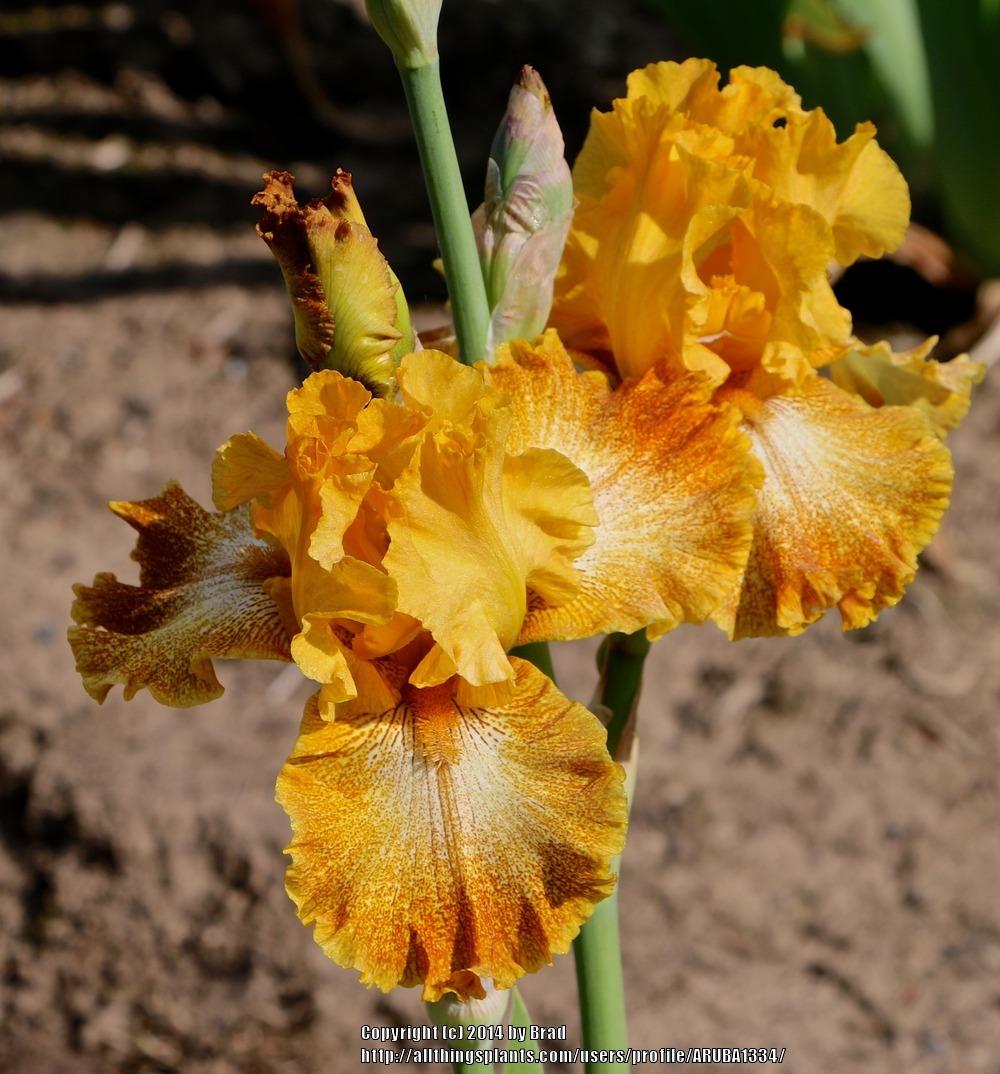 Photo of Tall Bearded Iris (Iris 'Florentine Gold') uploaded by ARUBA1334