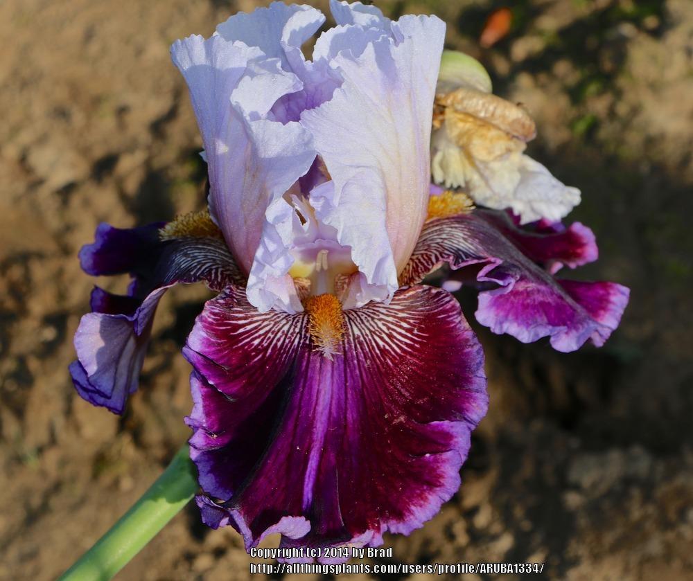 Photo of Tall Bearded Iris (Iris 'Megarich') uploaded by ARUBA1334