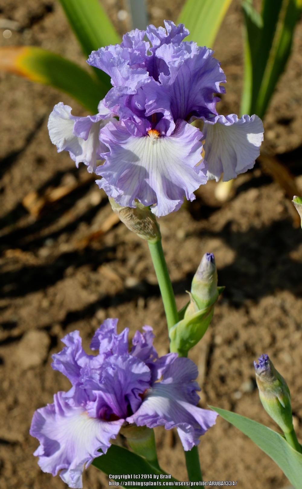 Photo of Tall Bearded Iris (Iris 'Soul Mate') uploaded by ARUBA1334