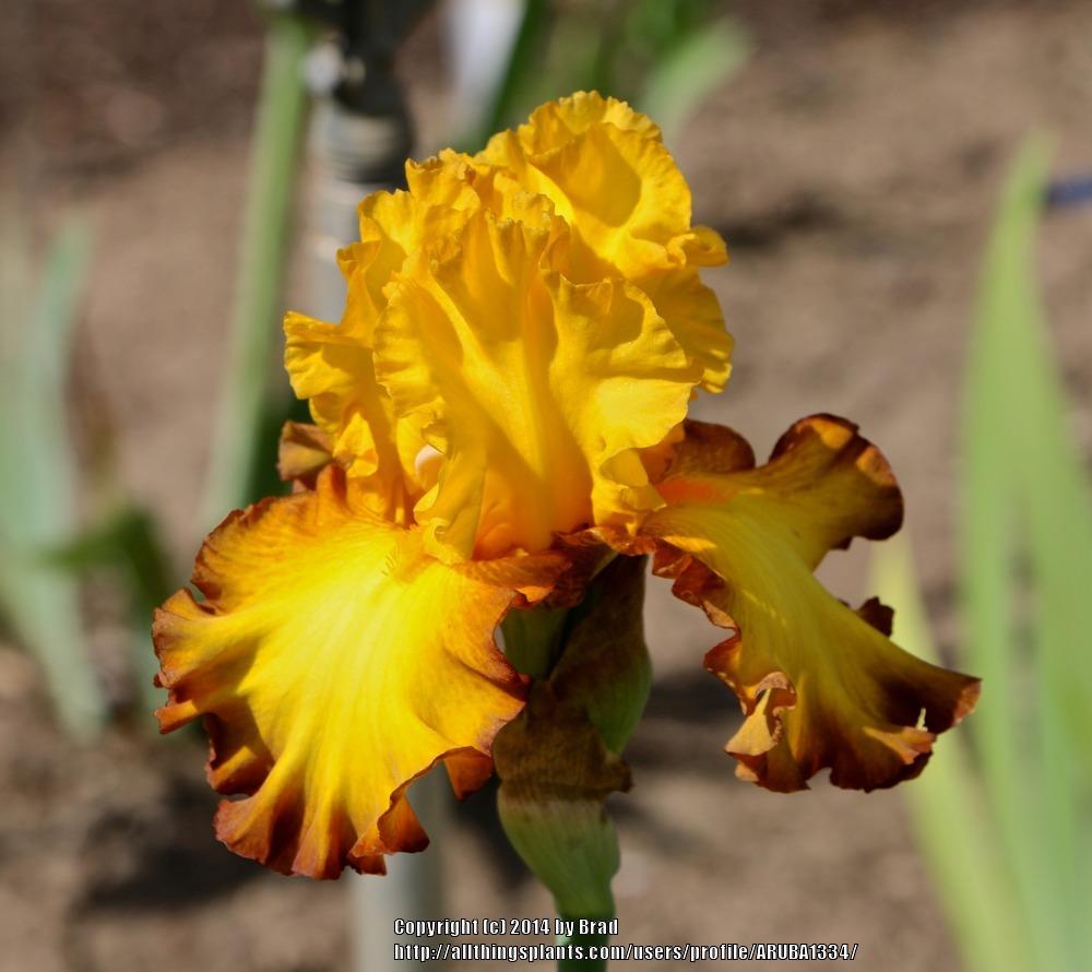 Photo of Tall Bearded Iris (Iris 'Ray Dale Kerr') uploaded by ARUBA1334