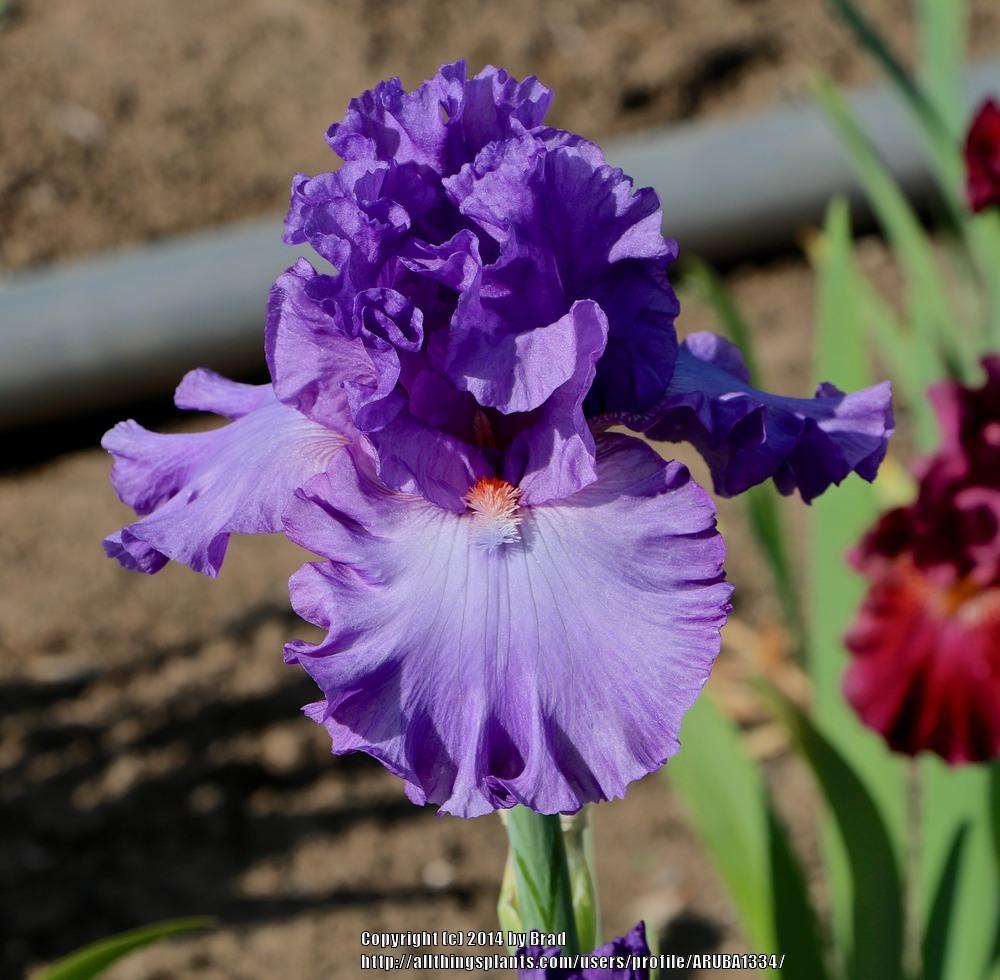 Photo of Tall Bearded Iris (Iris 'Very Special') uploaded by ARUBA1334