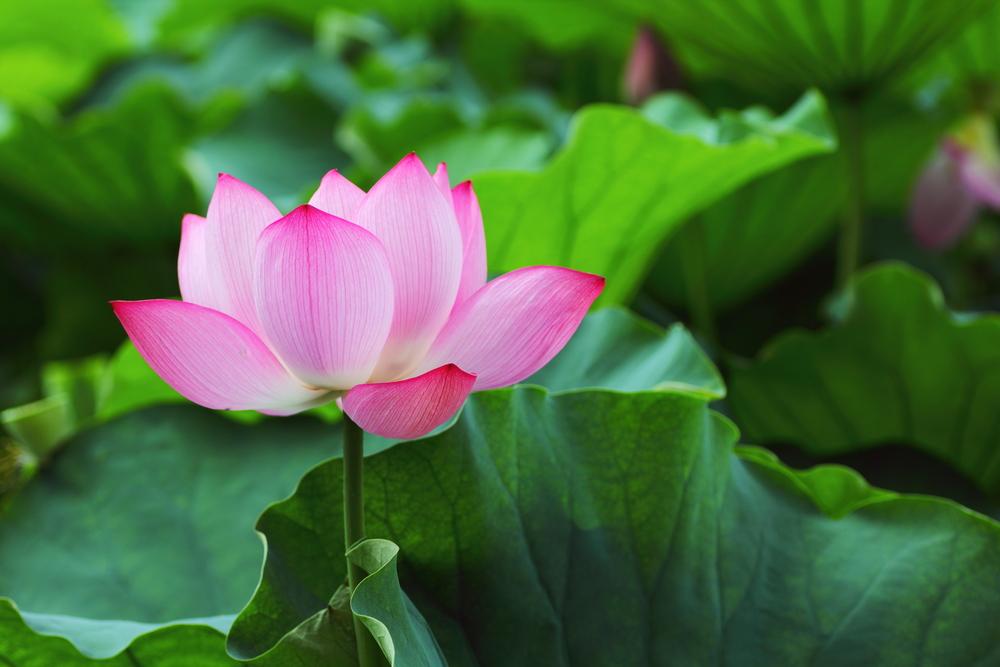 Photo of Sacred Lotus (Nelumbo nucifera) uploaded by admin