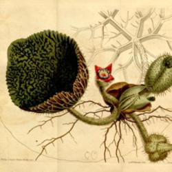 
Curtis's botanical magazine vol. 35-36 tabl. 1477 John Sims 1812,