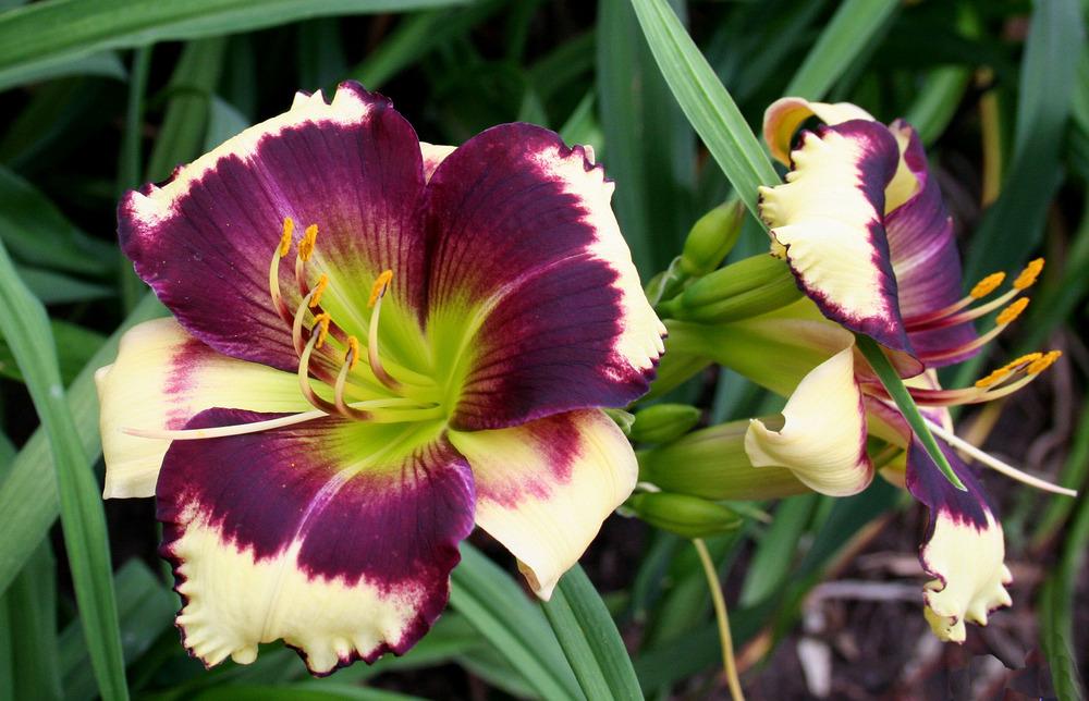 Photo of Daylily (Hemerocallis 'Don't Mess with Me') uploaded by floota