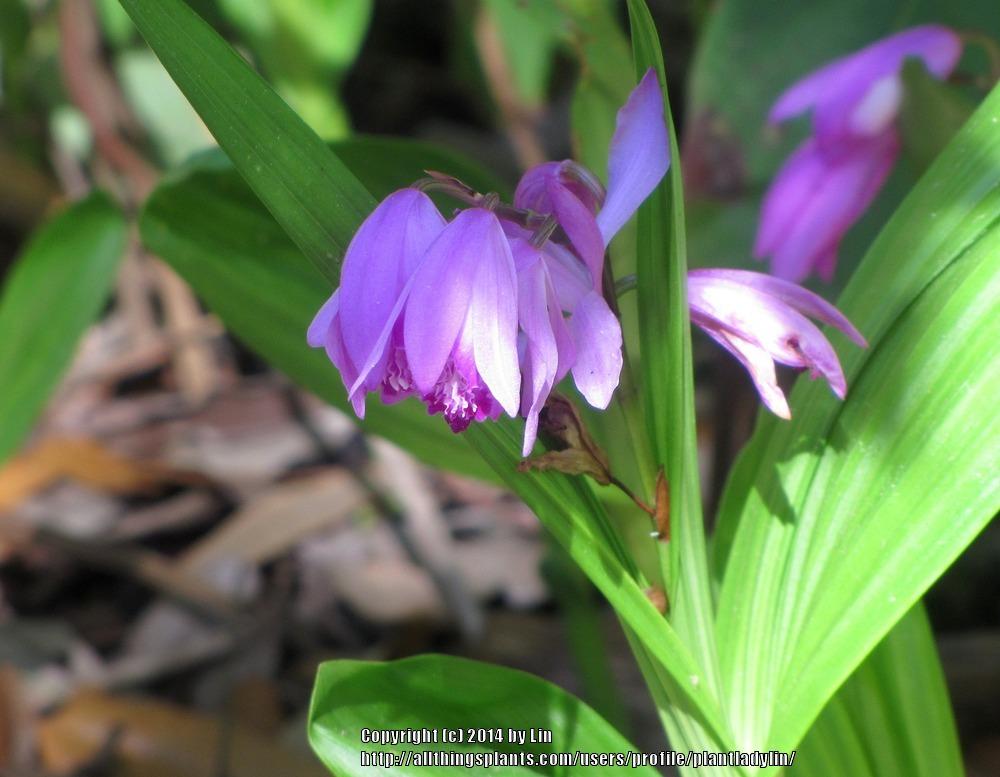Photo of Chinese Ground Orchid (Bletilla striata) uploaded by plantladylin