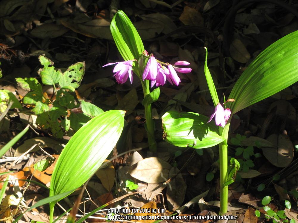 Photo of Chinese Ground Orchid (Bletilla striata) uploaded by plantladylin