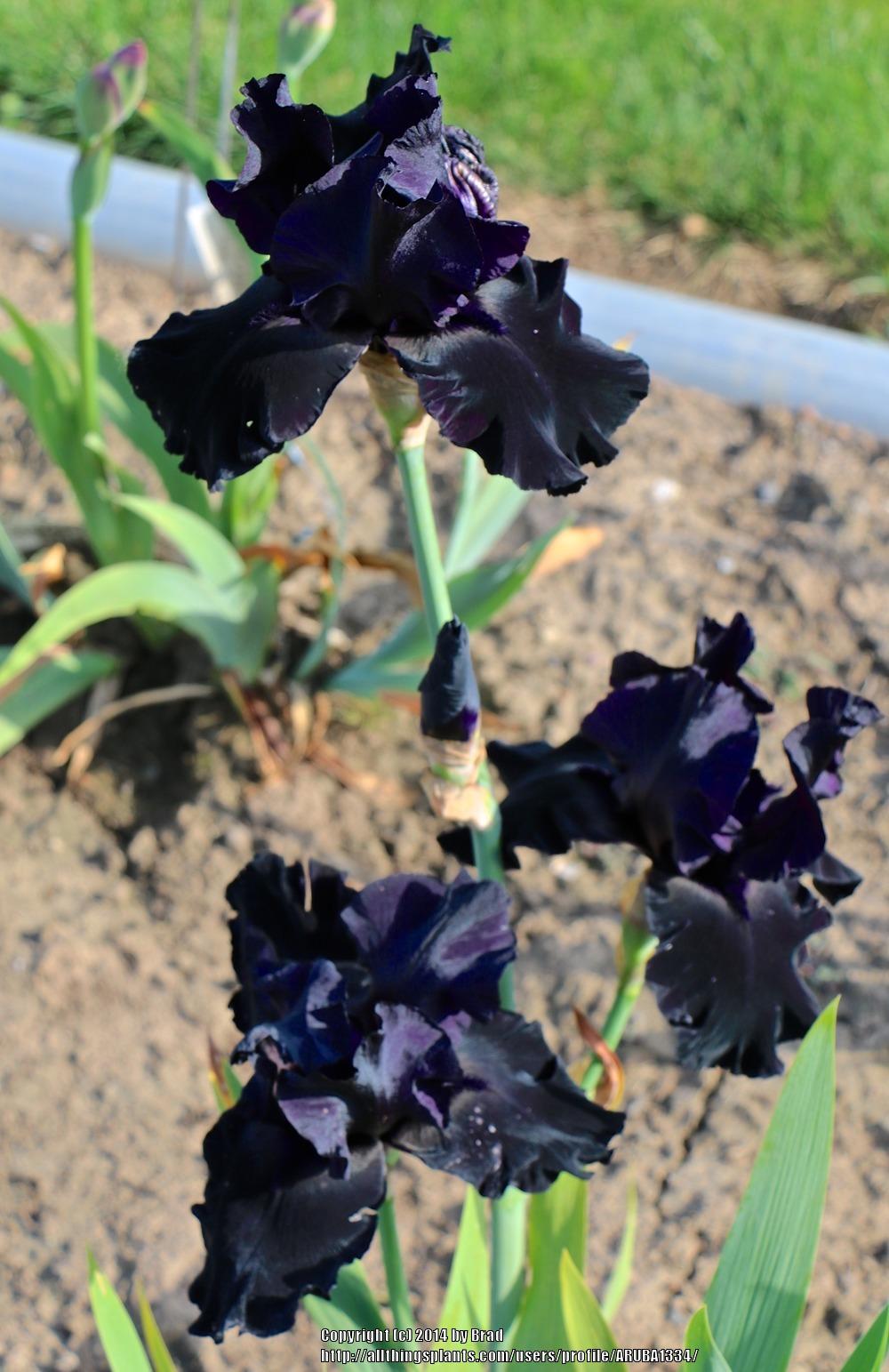 Photo of Tall Bearded Iris (Iris 'Blackwater') uploaded by ARUBA1334