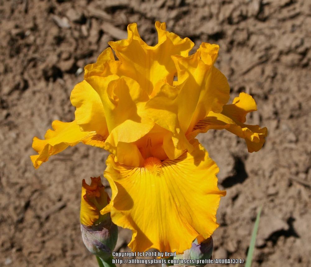 Photo of Tall Bearded Iris (Iris 'Yield') uploaded by ARUBA1334