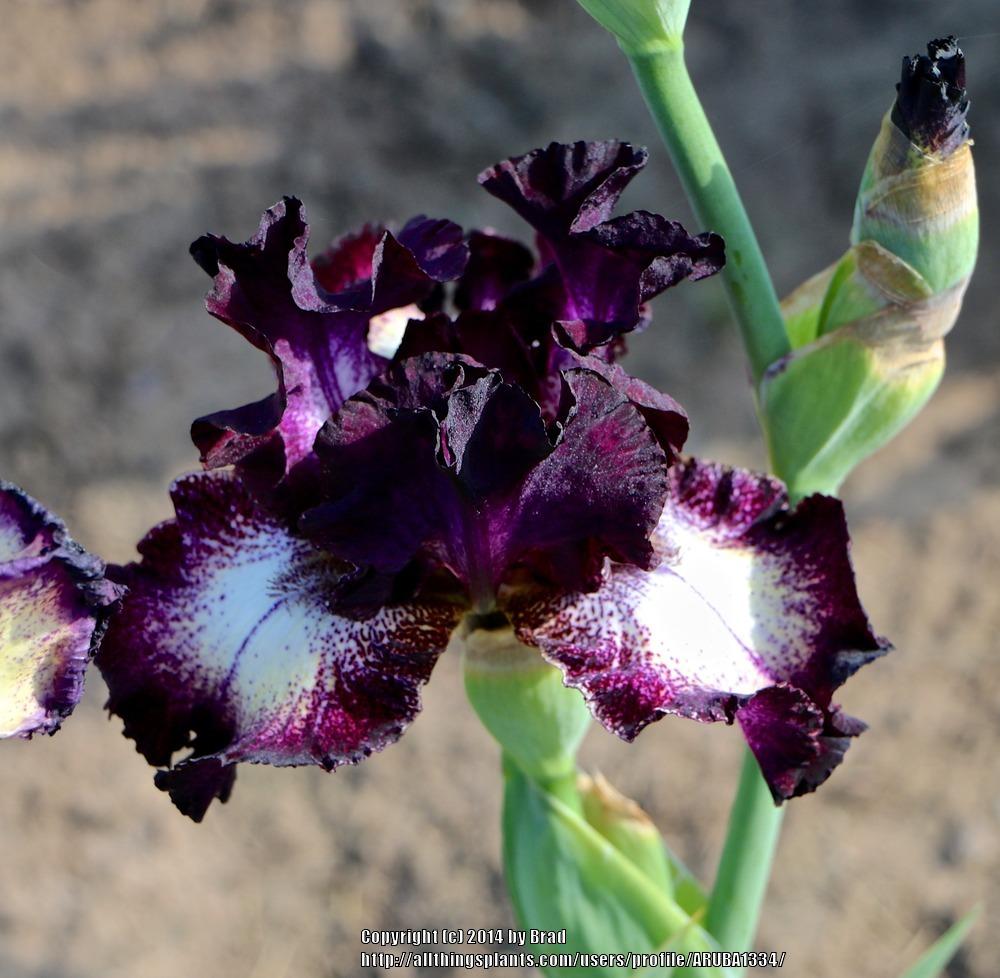 Photo of Tall Bearded Iris (Iris 'Out Walkin'') uploaded by ARUBA1334