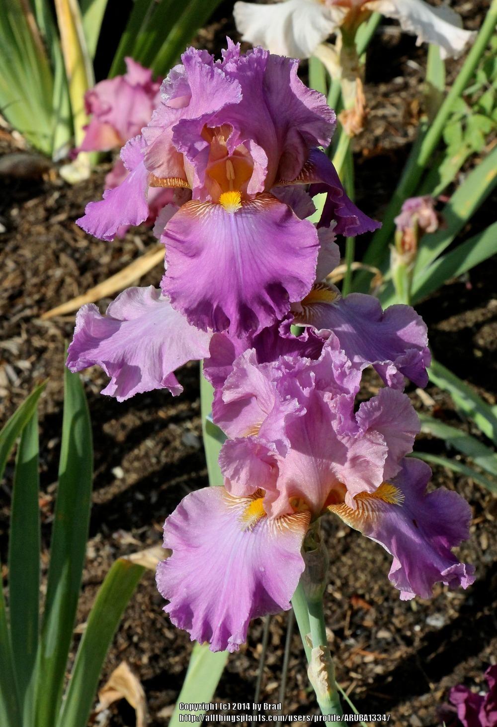 Photo of Tall Bearded Iris (Iris 'Lilac Morning') uploaded by ARUBA1334