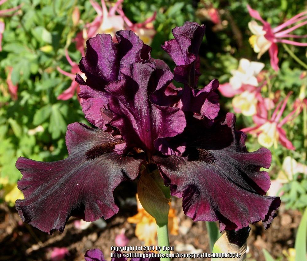 Photo of Tall Bearded Iris (Iris 'Silken Trim') uploaded by ARUBA1334
