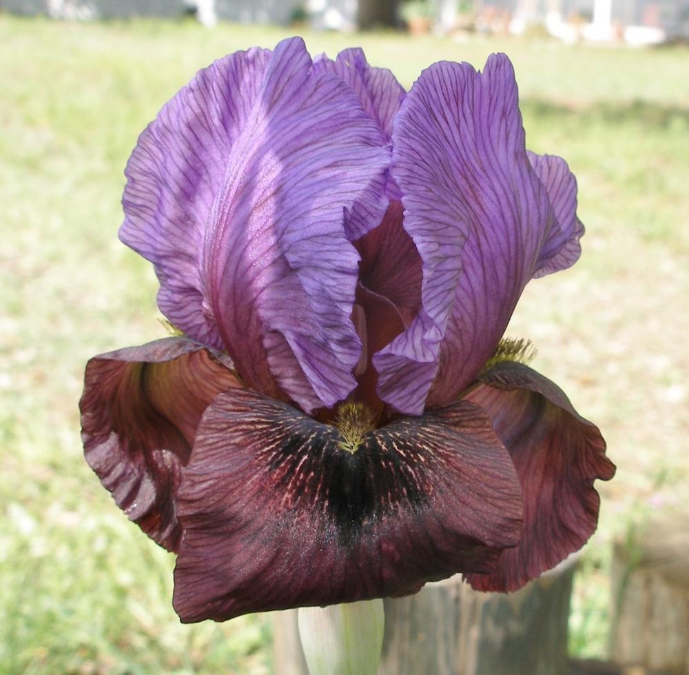 Photo of Arilbred Iris (Iris 'Exotic Treasure') uploaded by needrain