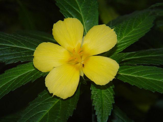 Photo of Yellow Alder (Turnera ulmifolia) uploaded by admin