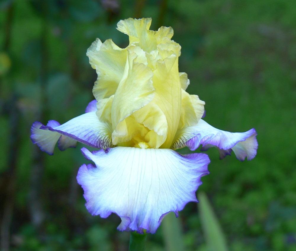 Photo of Tall Bearded Iris (Iris 'Boundless') uploaded by janwax