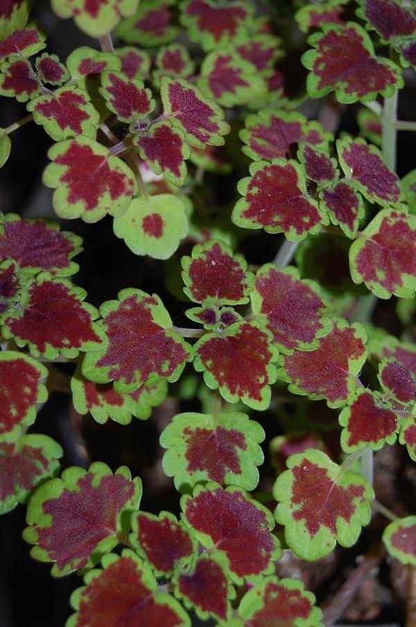 Photo of Coleus (Coleus scutellarioides Stained Glassworks™ Burgundy Wedding Train) uploaded by pixie62560