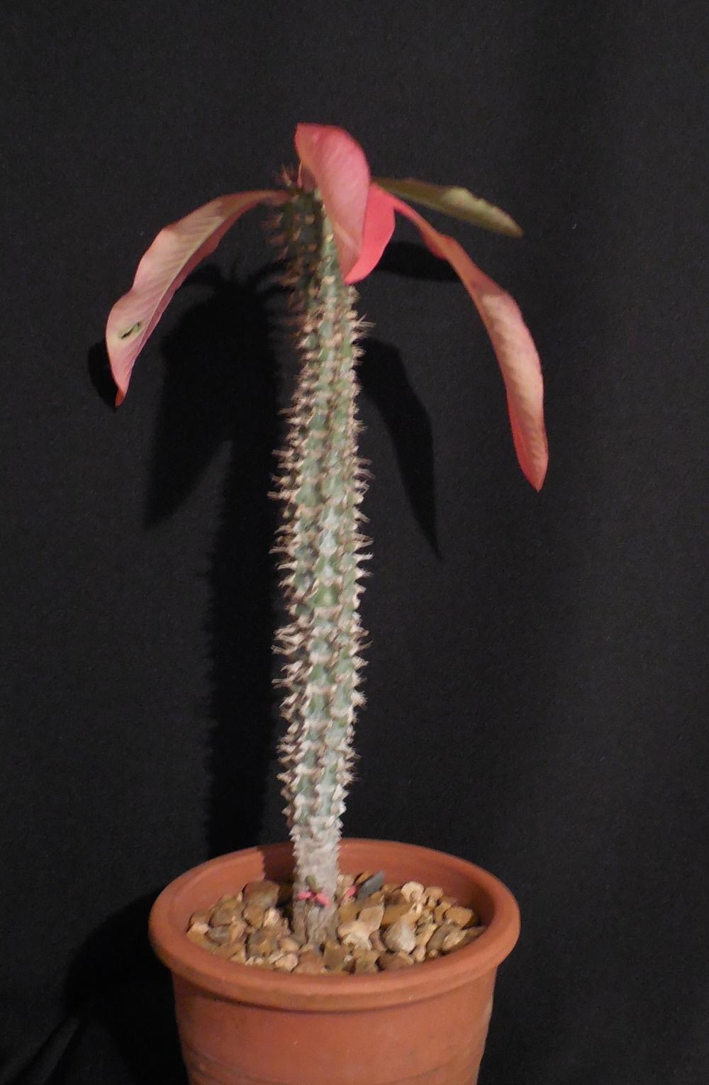 Photo of Euphorbia (Euphorbia viguieri var. tsimbazazae) uploaded by Reine