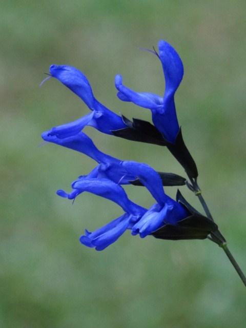 Photo of Anise-Scented Sage (Salvia coerulea 'Black and Blue') uploaded by Sheridragonfly