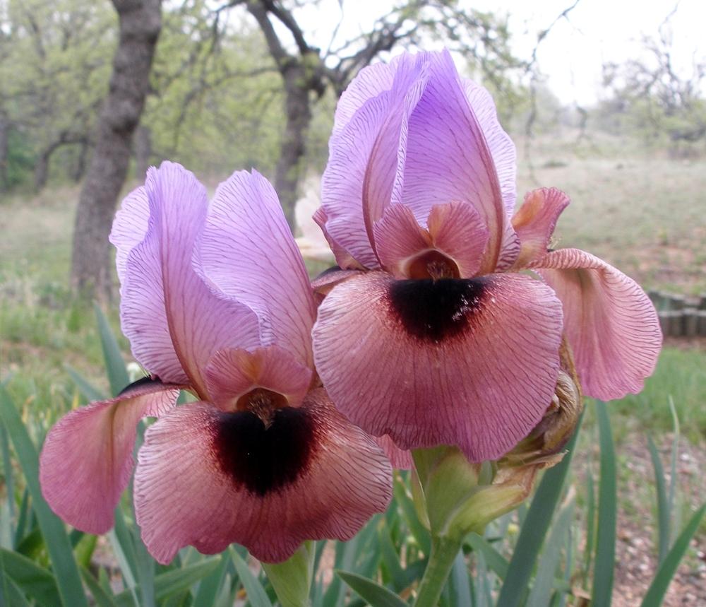 Photo of Arilbred Iris (Iris 'New Vision') uploaded by needrain