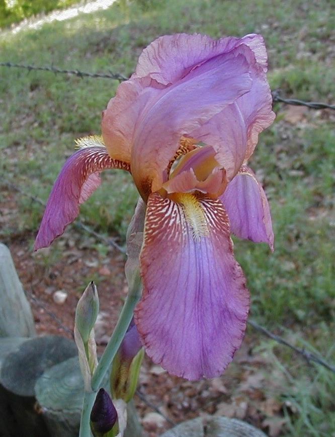 Photo of Arilbred Iris (Iris 'Rosemohr') uploaded by needrain