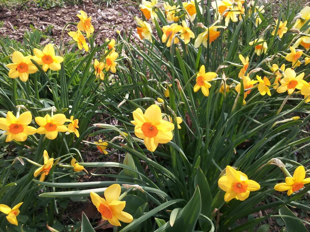 Photo of Jonquilla Daffodil (Narcissus 'Kedron') uploaded by gemini_sage
