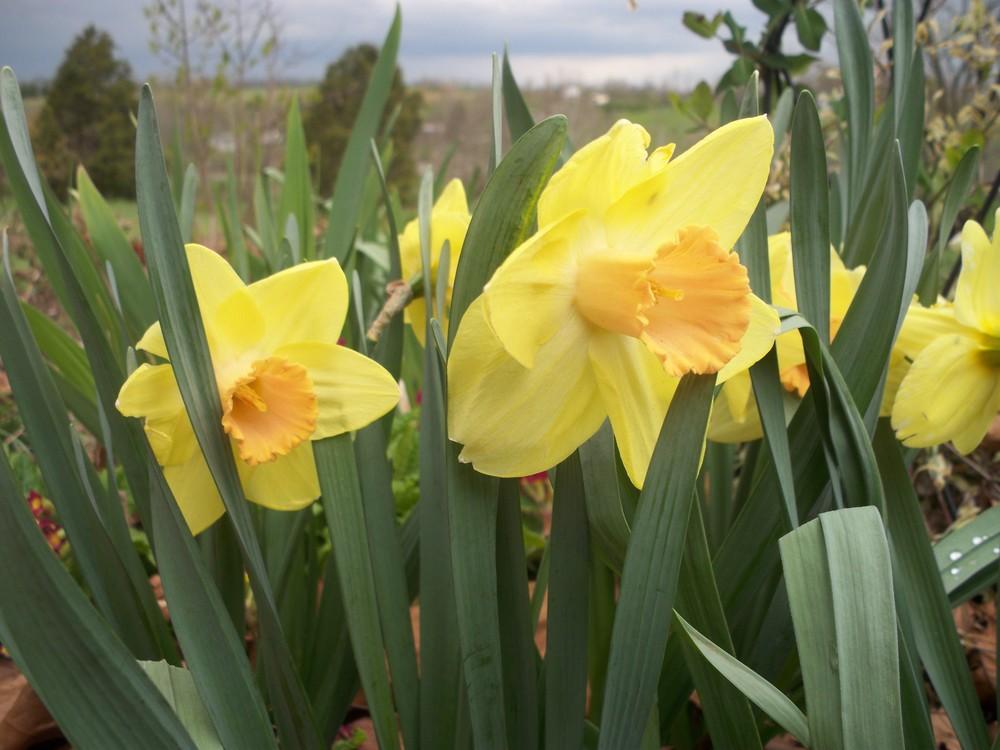 Photo of Large-cupped Daffodil (Narcissus 'Billy Graham') uploaded by gemini_sage
