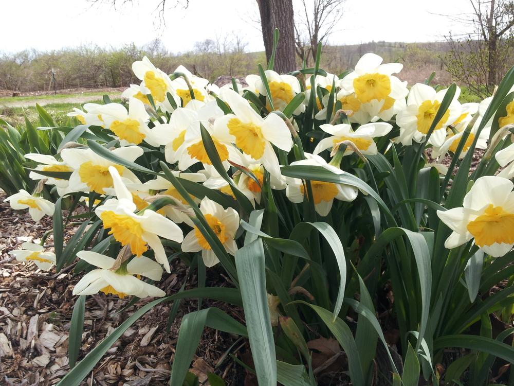 Photo of Large-cupped Daffodil (Narcissus 'Fragrant Breeze') uploaded by gemini_sage