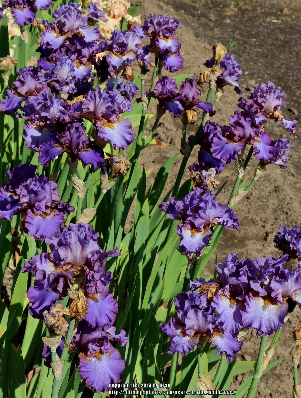 Photo of Tall Bearded Iris (Iris 'Husky') uploaded by ARUBA1334