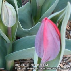 Location: My garden in Kentucky
Date: 2014-04-21
Bulbs from Old House Gardens