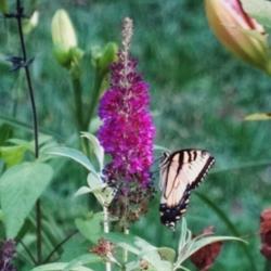 Location: my flower garden in Alabama
Date: 2014-09-14
Attraction Butterfly Bush