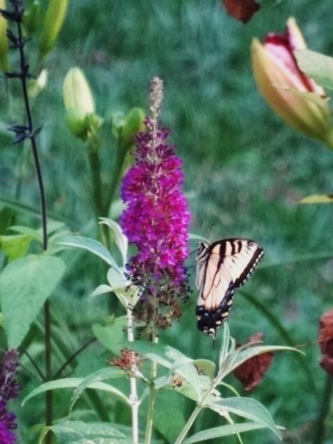 Photo of Butterfly Bush (Buddleja 'Attraction') uploaded by Sheridragonfly