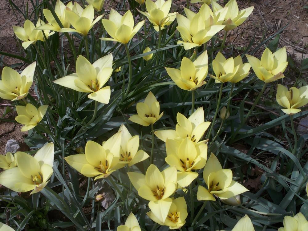 Photo of Batalin Tulip (Tulipa linifolia 'Honky Tonk') uploaded by gemini_sage