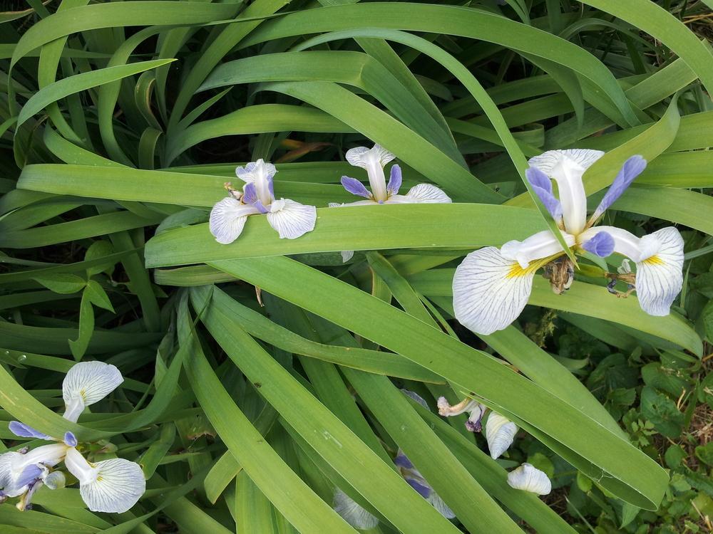 Photo of Species Iris (Iris versicolor 'Cascade Mist') uploaded by gemini_sage