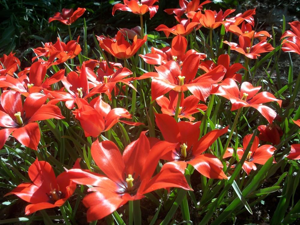 Photo of Tulip (Tulipa linifolia) uploaded by gemini_sage