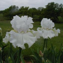 Location: north central Texas
Date: 2004-04-18