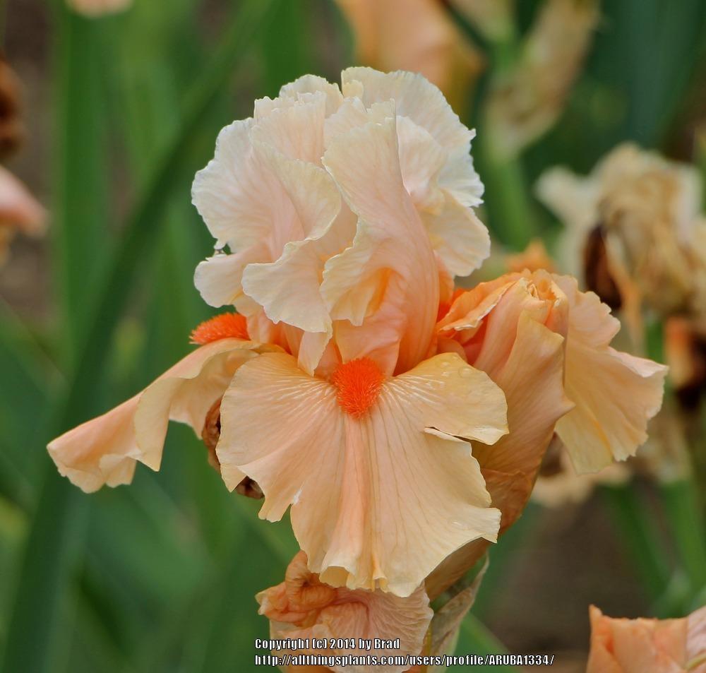 Photo of Tall Bearded Iris (Iris 'Coral Charm') uploaded by ARUBA1334
