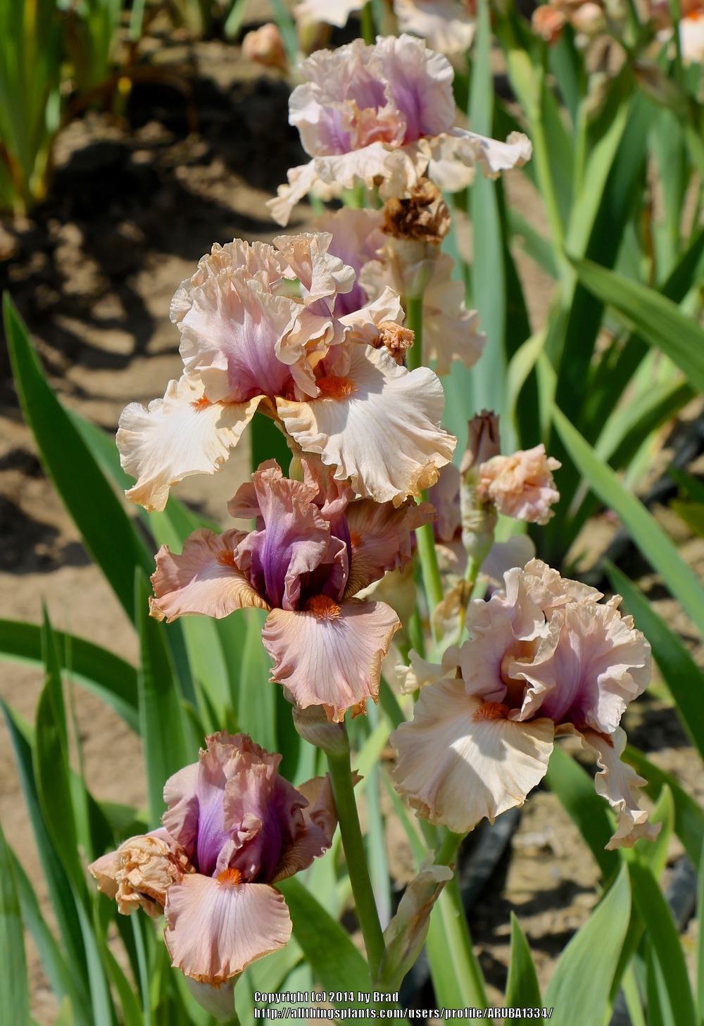 Photo of Tall Bearded Iris (Iris 'Pretty as a Picture') uploaded by ARUBA1334