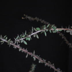 Location: Texas
Date: 2014-11-15
Stem with Spines and Leaves