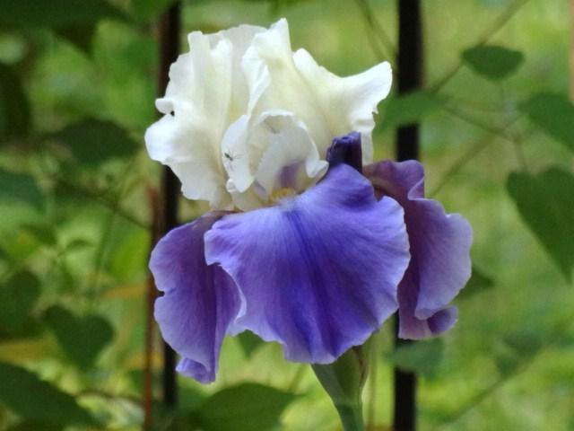 Photo of Tall Bearded Iris (Iris 'Mother Earth') uploaded by Sheridragonfly