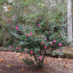 Location: Alabama, my yard
Date: 2014-11-17
Camellia