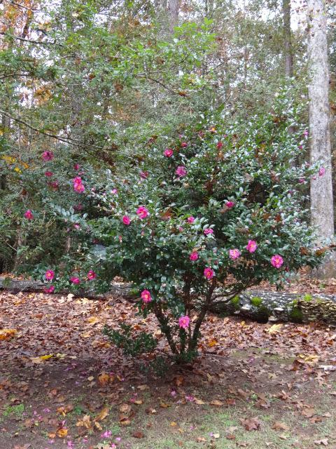 Photo of Camellias (Camellia) uploaded by Sheridragonfly