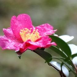 Location: my yard in Alabama after the rain at dawn today
Date: 2014-11-17
Camellia leaves