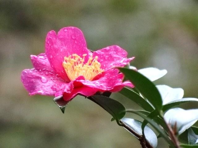 Photo of Camellias (Camellia) uploaded by Sheridragonfly