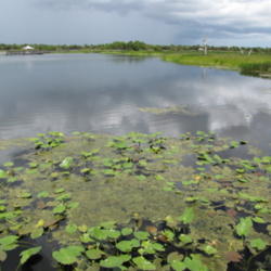 Location: Green Cay Wetlands, Florida
Date: 2009-09-25
Photo courtesy of: Forest & Kim Starr