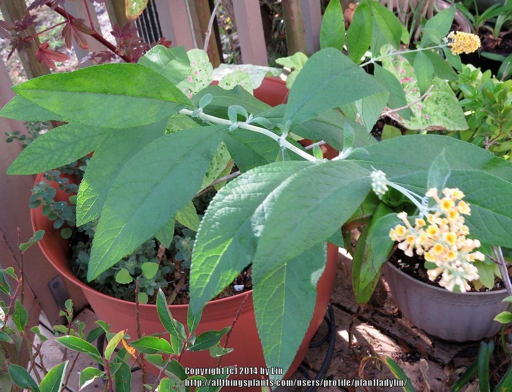 Photo of Butterfly Bush (Buddleja 'Honeycomb') uploaded by plantladylin